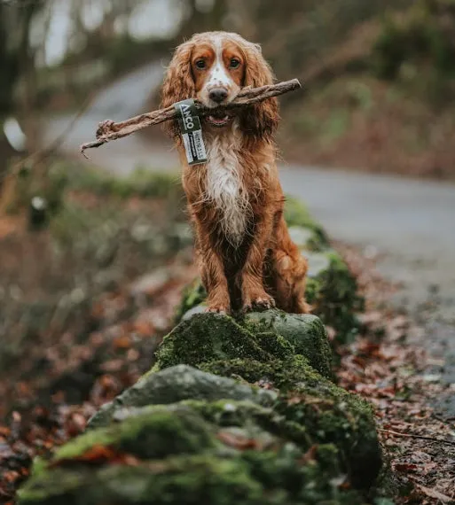 Anco Giant  Buffalo Jerky Stick Dog Chew