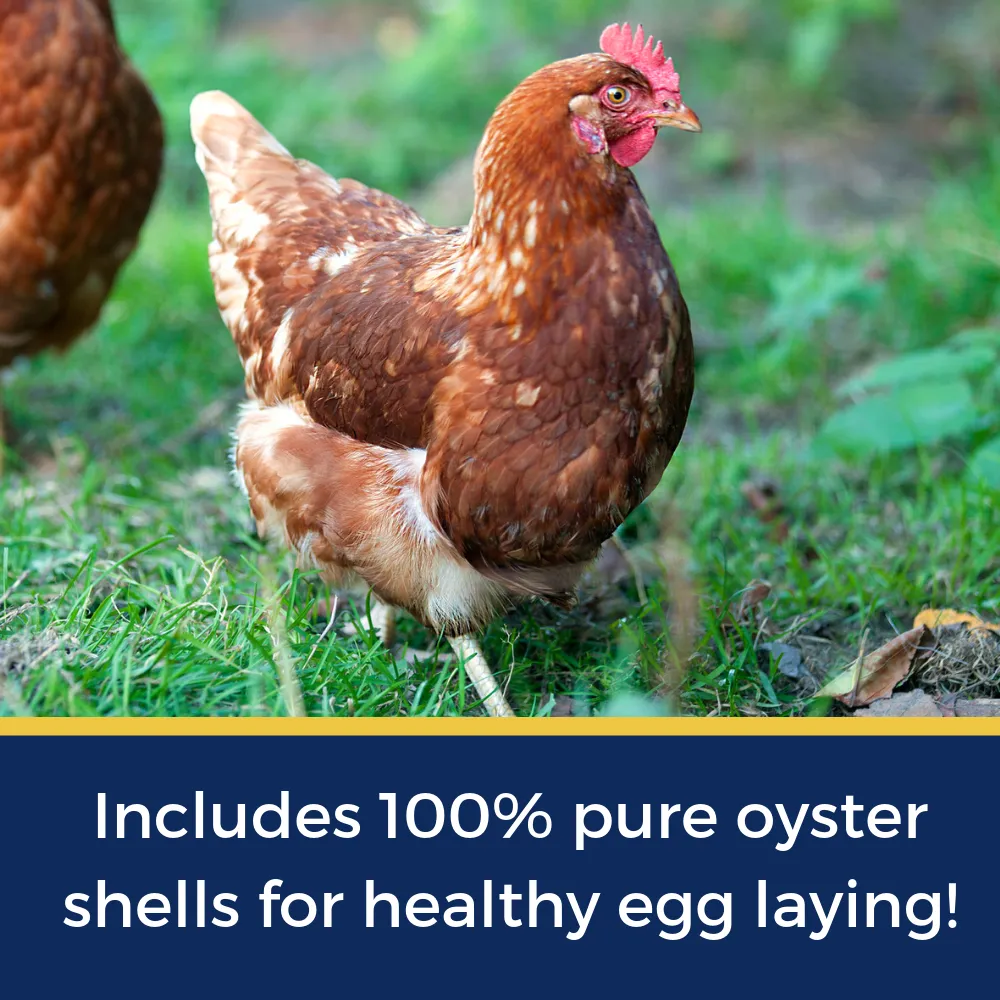 Best Eggs Ever! (TM) Nesting Herbs For Pet Chickens: 20 ounces
