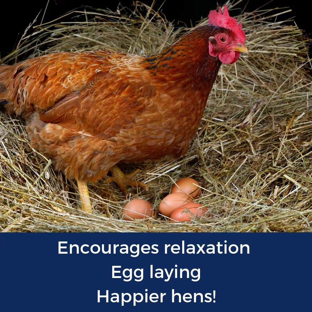 Best Eggs Ever! (TM) Nesting Herbs For Pet Chickens: 20 ounces