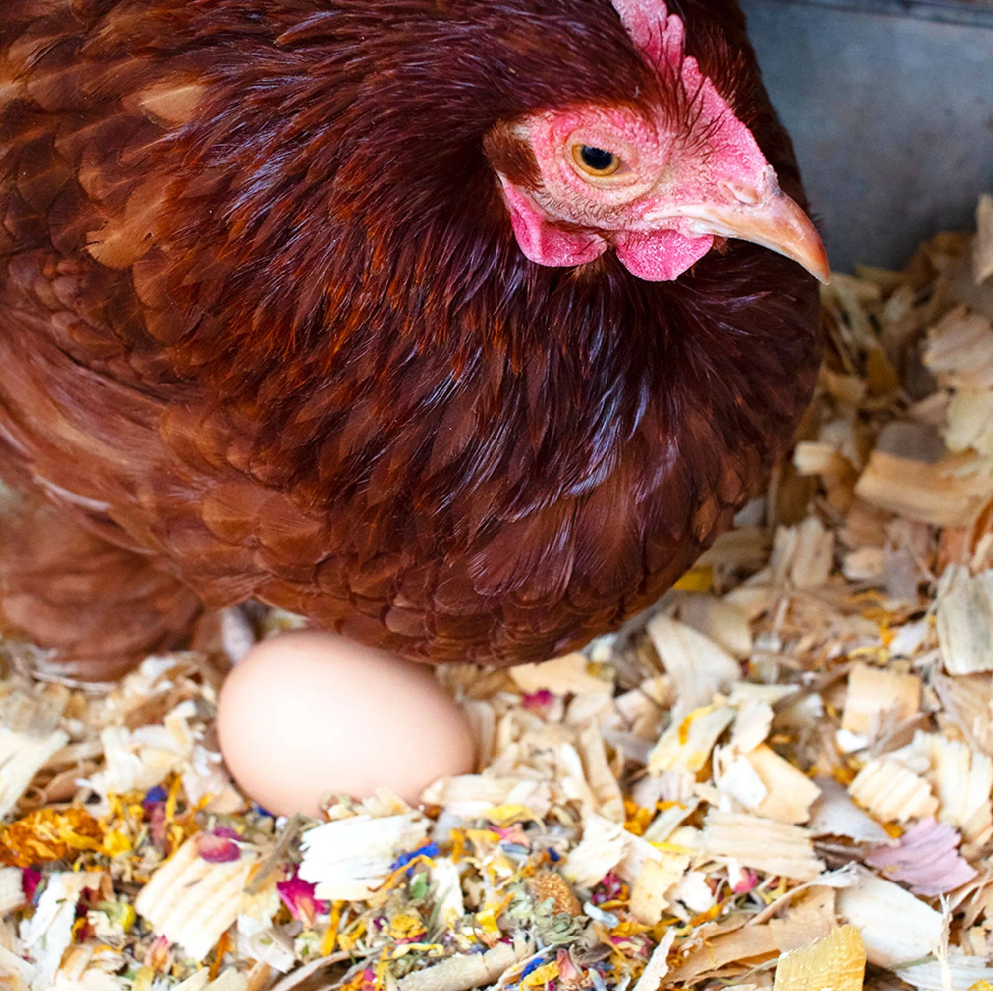 Best Eggs Ever! (TM) Nesting Herbs For Pet Chickens: 20 ounces